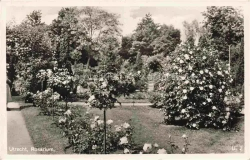 AK / Ansichtskarte UTRECHT NL Rosarium Rosen Park Garten Baeume Rasenflaeche Blueten