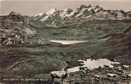AK / Ansichtskarte Melchsee-Frutt Melchsee Blausee Rinder Weide Berge Schnee Alp Hochgebirge