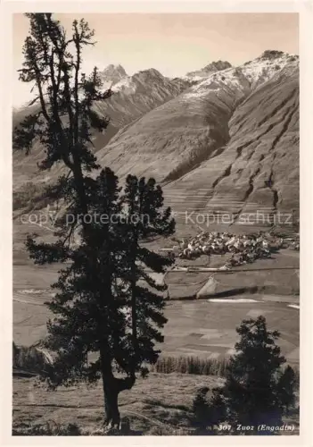 AK / Ansichtskarte Zuoz Maloja GR Engadin Bergdorf Bergpanorama Wiesen Tanne Talblick Gebirge Dorf