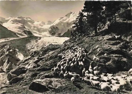 AK / Ansichtskarte Morteratschgletscher GR Morteratschgletscher Schafe Herde Gletscher Schneeberge Felsen Zirbelkiefer Weide