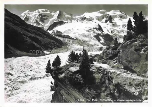 AK / Ansichtskarte Piz Palue 3905m GR Piz-Palue Bellavista Morteratschgletscher Gletscher Schnee Felsen Zirbelkiefer Bernina