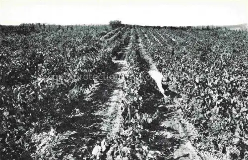 AK / Ansichtskarte San Sadurni de Noya Sant Sadurni d Anoia Cataluna ES Weinberge Vinas Codorniu Rebzeilen Weinanbau Landwirtschaft Ebene