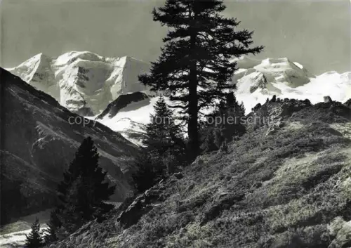 AK / Ansichtskarte Piz Palue 3905m GR Piz-Palue Bellavista Gletscher Schnee Berggipfel Laerchen Fichten Berglandschaft