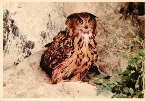 AK / Ansichtskarte VoeGEL Birds Oiseaux Uccelli Pajaros-- Uhu Oehoe Greifvogel Felsen Kinderzegel Naturfoto