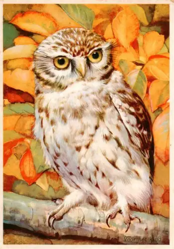 AK / Ansichtskarte VoeGEL Birds Oiseaux Uccelli Pajaros-- Steinkauz Eule Voor-het-Kind Herbstblaetter Illustration H.-Rol Drukkerij-Senefelder