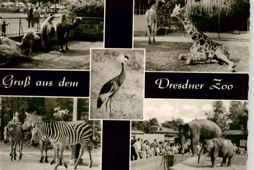 AK / Ansichtskarte DRESDEN Elbe Kamel Giraffe Zebra Elefant Kranich Zoo Tiere Besucher Mehrbildkarte