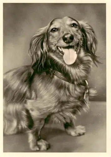AK / Ansichtskarte BERLIN  CITY Dackel Teckel Hund Langhaar-Dackel Portrait Tier