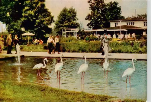AK / Ansichtskarte ERFURT  CITY Gartenbauausstellung Flamingo Teich Park Besucher Café DDR