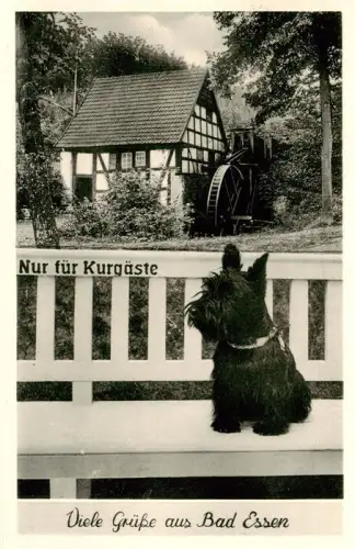 AK / Ansichtskarte Bad Essen Niedersachsen Bad-Essen Wassermuehle Fachwerkhaus Hund Terrier Kurort Zaun Nur-fuer-Kurgaeste