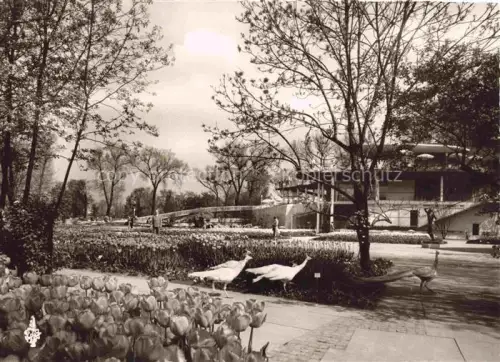 AK / Ansichtskarte BUGA Bundesgartenschau Pfaue vor dem Park Restaurant