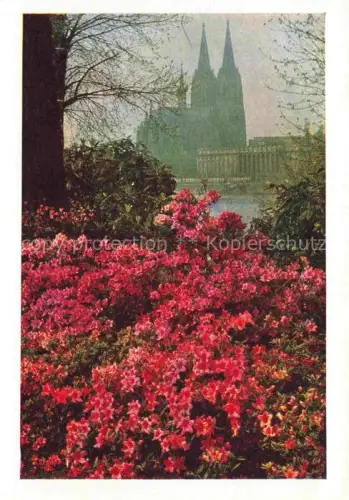 AK / Ansichtskarte BUGA Bundesgartenschau Koelner Dom Rhododendron Hain 