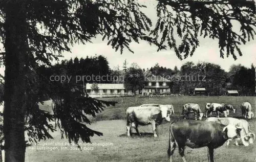 AK / Ansichtskarte Goldbergalm Lutzingen Dillingen Bayern Pension-Goldbergalm Kuehe Weide Gasthaus Wald Wiese Fremdenzimmer