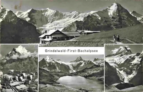 AK / Ansichtskarte Bachalpsee Grindelwald BE Bergstation-First Bachalpsee Kuehe Berge Gletscher Schnee Eiger Wetterhorn Mehrbildkarte