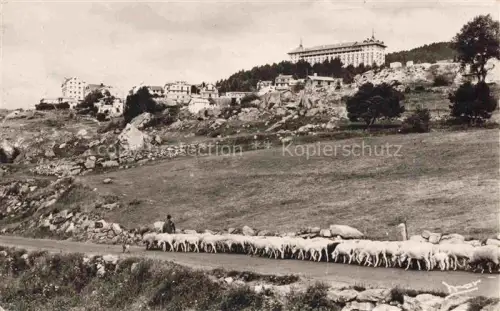 AK / Ansichtskarte Font-Romeu-Odeillo-Via PRADES 66 Pyrenees-Orientales Transhumance Schafherde Schaefer Hotel Felsen Waldrand Bergort