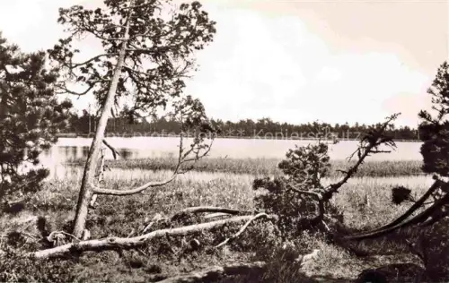 AK / Ansichtskarte Wildsee Ruhestein Baiersbronn BW Wildsee Schwarzwald Kiefern See Schilf Moorlandschaft