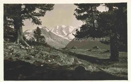 AK / Ansichtskarte Piz Palue 3905m GR Schafbergweg Piz-Palue Gletscher Zirbelkiefern Gebirge Schnee