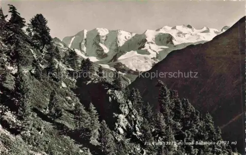 AK / Ansichtskarte Piz Palue 3905m GR Piz-Palue Bellavista Gletscher Bergmassiv Nadelwald Felsen Schnee