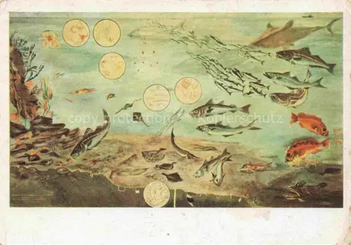 AK / Ansichtskarte Fische Fish Poissons Peces Pesci-- Kabeljau Koehler Schellfisch Rotbarsch Helgoland 