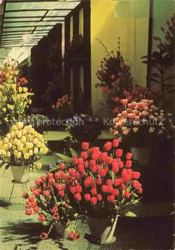 AK / Ansichtskarte IGA Gartenbauaustellung International Hamburg Blomenschau in der halle Tulpen