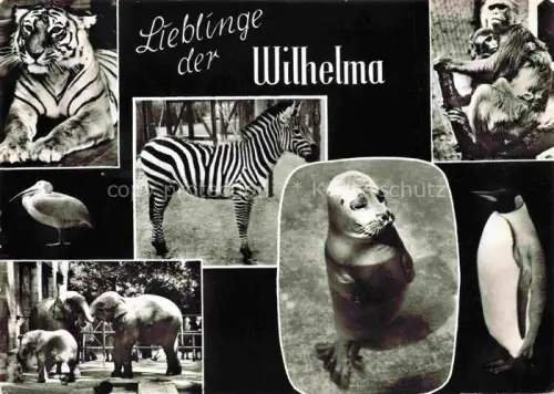 AK / Ansichtskarte Bad Cannstatt Wilhelma Zoo Tiger Zebra Elefanten Robbe Affe Pinguin Ibis Mehrbildkarte