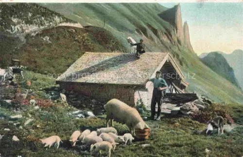 AK / Ansichtskarte Landwirtschaft Agriculturo Agriculture-- Schweine Hund Bauernhaeuschen 