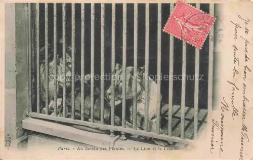 AK / Ansichtskarte Loewe Lion-- Paris Au Jardin des Plantes