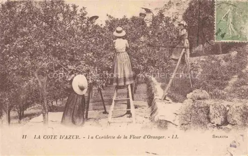 AK / Ansichtskarte Oranges Orangen Naranjas-- La Cote D Azur 