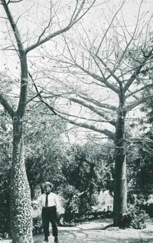 AK / Ansichtskarte PALERMO  Sicilia IT Orto-Botanico Chorisia-insignis Kapokbaum Mann Botanischer-Garten Winter Baeume kahle-Aeste