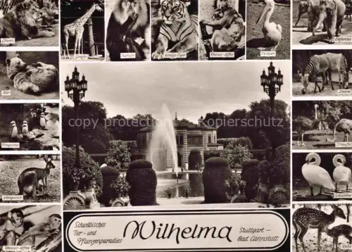 AK / Ansichtskarte STUTTGART  CITY Wilhelma Tierpark Loewen Giraffe Gorilla Koenigs-Tiger Pelikan Elefant Zebra Pinguine Kaenguru