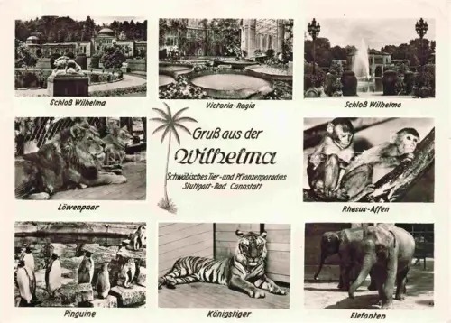 AK / Ansichtskarte WILHELMA Bad Cannstatt STUTTGART Zoo Loewe Affe Pinguin Koenigstiger Elefant Victoria-Regia Schloss Mehrbildkarte