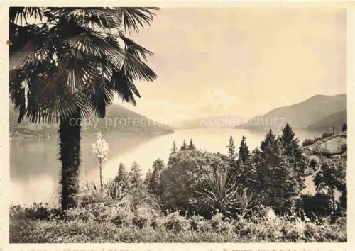 AK / Ansichtskarte Brissago Lago Maggiore TI Lago-Maggiore Palme See Berge Vegetation Ausblick-nach-Italien