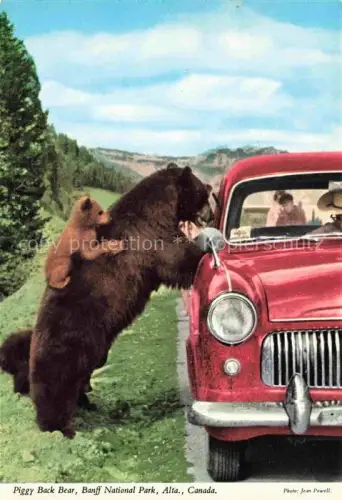 AK / Ansichtskarte Banff National Park Alberta Canada Rocky-Mountain-Black-Bear Baer Baerjunges Auto Strasse Berge Wald Nationalpark