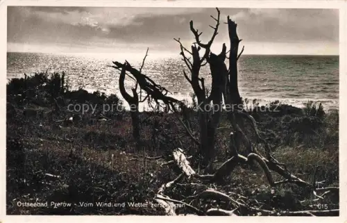 AK / Ansichtskarte Prerow  Ostseebad Darss Mecklenburg-Vorpommern Ostsee Windfluechter abgestorbene-Baeume Kueste Naturschutzgebiet Wellen Sturmschaeden
