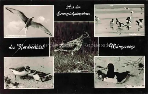 AK / Ansichtskarte WANGEROOGE Wangeroog Nordseebad Seevogelschutzgebiet Kuestenseeschwalbe Brandenten Rotschenkel Seeregenpfeifer Austernfischer Vogelwarte Nordsee