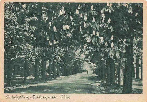 AK / Ansichtskarte LUDWIGSBURG  BW Schlossgarten-Allee Kastanienallee Baeume Blueten Park Spazierweg