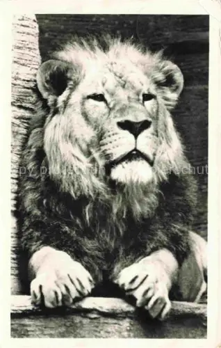 AK / Ansichtskarte Loewe Lion-- Leipziger Zoo