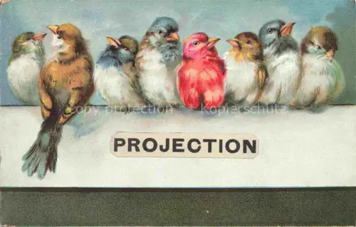 AK / Ansichtskarte VoeGEL Birds Oiseaux Uccelli Pajaros-- Projection