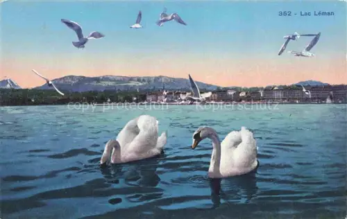 AK / Ansichtskarte Lac Leman Genfersee GE Lac-Léman See Schwaene Moewen Stadtansicht Berge