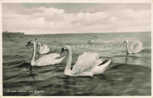 AK / Ansichtskarte GENEVE Genf GE Lac-Léman Schwaene See Wolken Ufer