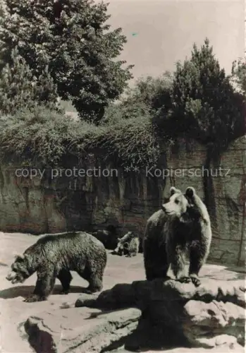 AK / Ansichtskarte BASEL BS Zoologischer-Garten Braunbaeren Gehege Felsen Baeume Zoo Baeren