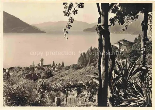 AK / Ansichtskarte Brissago Lago Maggiore TI Lago-Maggiore Brenscino Kirche Weinberg See Berge Palmen Dorf