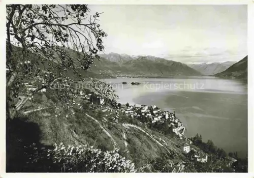 AK / Ansichtskarte Brissago Lago Maggiore TI Lago-Maggiore Bellavista Incella Isole-di-Brissago See Berge Weinberg Dorf Panorama