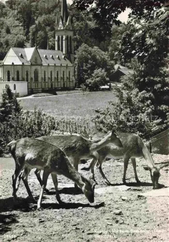AK / Ansichtskarte Dussnang Muenchwilen TG Kneipp-Kurhaus Hirschpark Rehe Kirche Wald Wiese