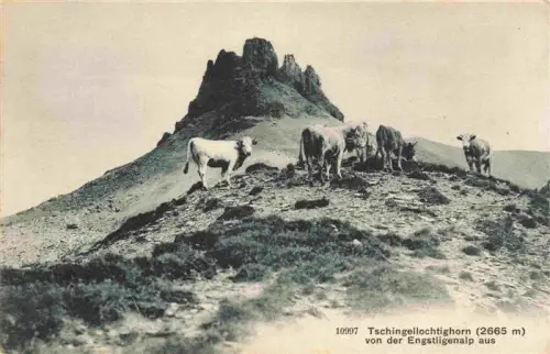 AK / Ansichtskarte Engstligenalp Adelboden BE Tschingelloctighorn Engstligenalp Kuehe Alp Bergspitze Felsen
