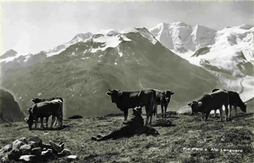 AK / Ansichtskarte Pontresina Maloja GR Piz-Palue Alp-Languard Kuehe Hirte Bergpanorama Schneeberge