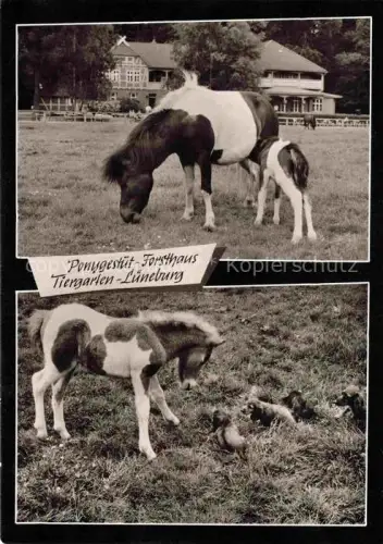 AK / Ansichtskarte LueNEBURG  CITY Ponygestuet Forsthaus-Tiergarten Ponys Fohlen Stute Ilmenautal Reitwege Waldgebaeude Hunde