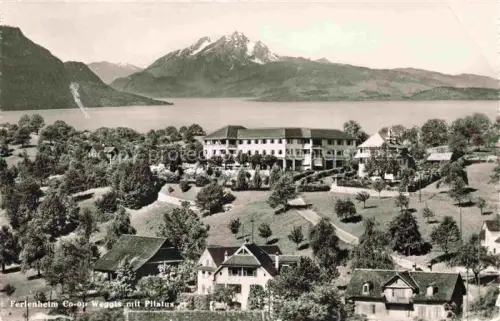 AK / Ansichtskarte Weggis Vierwaldstaettersee LU Ferienheim Co-op Pilatus Vierwaldstaettersee Hotel Baeume