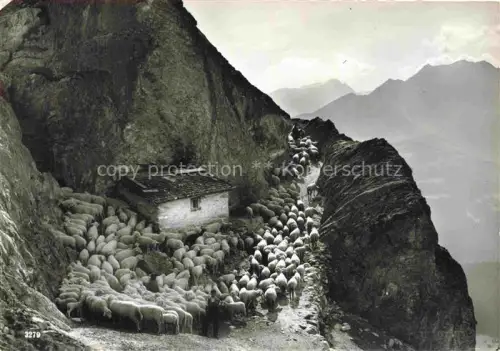 AK / Ansichtskarte Trin Imboden GR Alp-Mora Schafsherde Bergpfad Alpenhuette Felsen Gebirge