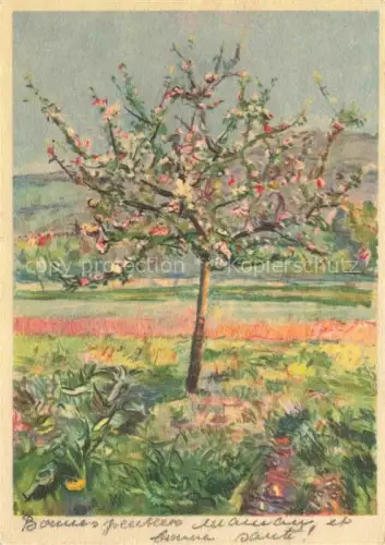 AK / Ansichtskarte ROTH Helene Wangen Aare Kuenstlerkarte Bluetenbaum Arbre en Fleur 