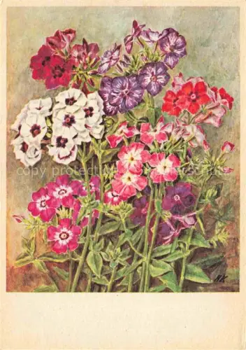 AK / Ansichtskarte KREBS Hedwig (1874-1948) Herzogenbuchsee Wangen BE Phlox Blumen 